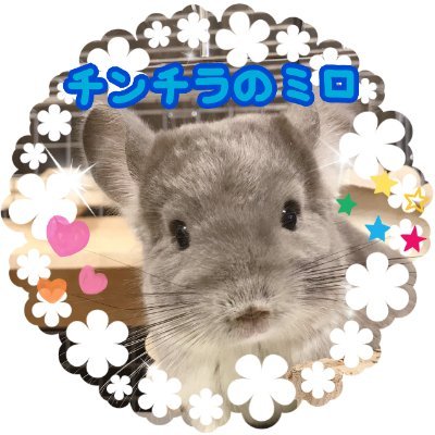 チンチラバイオレットのミロです🐭   2020.12月生まれの男の子♂ 2021.4.12お迎えしました🏠 Instagram👉https://t.co/KdyHLFqjTw  無言フォロー失礼いたします。無言フォロー大歓迎です。