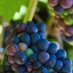 Catholic Grapevine (@catholicgrapev1) Twitter profile photo Catholic Grapevine (@catholicgrapev1) Twitter profile photo