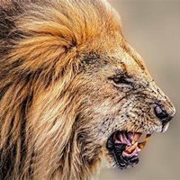 Searcy Lion Football (@searcyfb) 's Twitter Profile