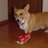 犬歯のアイコン