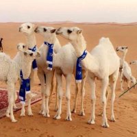 K ALSHAMMRI (@khaleda47754351) 's Twitter Profile