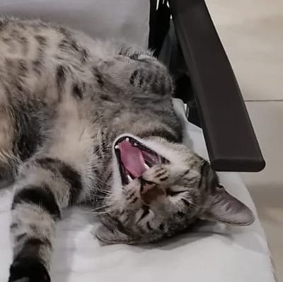 elias_noodle's profile picture. 