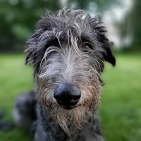 Tully the Deerhound(@TullytheD) 's Twitter Profile Photo