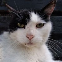 Azusa Limited Express (@0vbpt2m1wbciwxl) 's Twitter Profile Photo