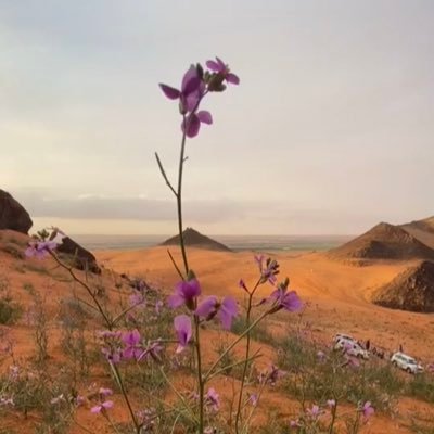 نجد هي أرض الشعراء والفصحاء الأعشى امرؤ القيس جرير الفرزدق لبيد بن ربيعه ،اكثر مكان تغنى به الشعراء في قصائدهم الجاهليه والاسلاميه هي نجد.