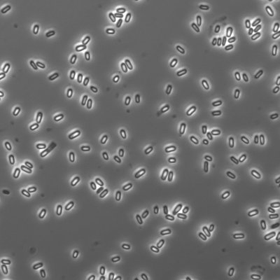 Asst Prof studying C. difficle spore germination at Saint Anselm College (Manchester, NH). PhD @BBS_Harvard, @TuftsIRACDA postdoc in @ShenLabTufts. Views my own