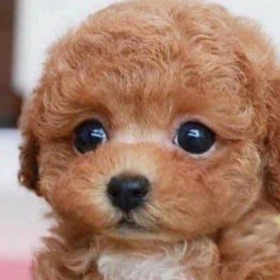 CoisasKpip's profile picture. Por favor na me cancelem