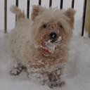 ANN MCSWEENEY - @anniebusybee - Twitter