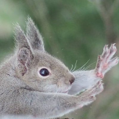 野歩き続けて2X年。自然界に生息する小さな生き物たちや植物の生態観察&妄想を綴っておリまス。彼らから元気と勇気を分けてもらってます 🤗🐿🐦🦋🌼😍駄洒落言葉遊びも大歓迎🤩💨 ニホンリスまみれなInstagram https://t.co/WUdAVYEByQ YouTube👇