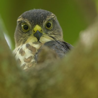 2024.4～沖縄→大阪。主に鳥撮りのアカです。
海外鳥見ブログ
https://t.co/zYgN40kpOS
https://t.co/HEH4SWuhtH
youtube
https://t.co/c6BGsqbimh