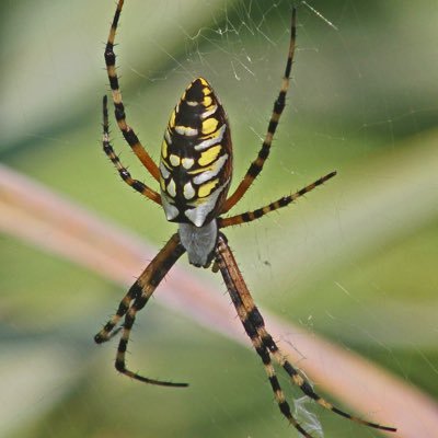 dishsoap_spider Profile Picture