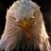 NM (@lapatriotunited) Twitter profile photo NM (@lapatriotunited) Twitter profile photo