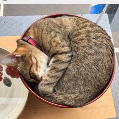 とある陶芸工房の猫店長。接客大好き！ 陶芸大好き！店主の接客や制作を全力で手伝ってます😺