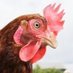 🐔Giblets (@ggibbers) Twitter profile photo 🐔Giblets (@ggibbers) Twitter profile photo