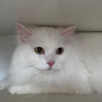 Joon Hoo (@jonhody) 's Twitter Profile