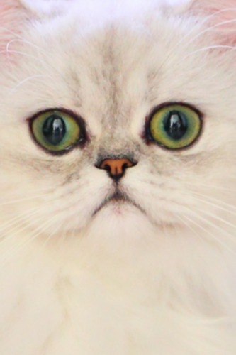 mikkistar's profile picture. Stars in Stars