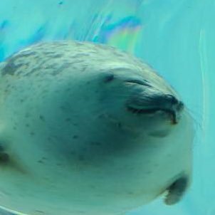 allbet777's profile picture. 憧れは理解から最も遠い感情だよ