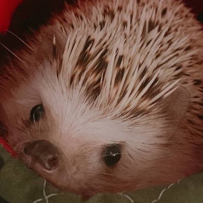 ramune430's profile picture. ■Flutter/Dartで献立管理アプリ作成中🦔 ■「今日のごはん何にする？」問題を解決したい🥘 ■趣味は料理(cookpad投稿も)とリングフィット🏃‍♀️
