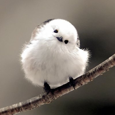 fujino_04's profile picture. 【刀剣乱舞復帰勢】推し：梅津瑞樹さん、伯仲、私は🕳から出られない。fgo（燕青）、fate（言峰綺礼）、チェンソーマン、歴史物、KOF &餓狼伝説（推し:テリー、ロック）、TRPG（SW2.0、coc）、他色々