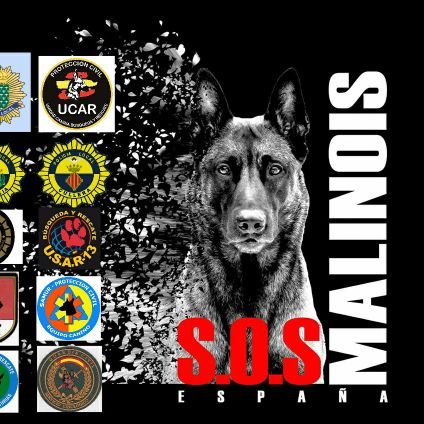 Protectora de perros de trabajo, especializados en el P.B Malinois; Rescate,  Rehabilitación, Testaje y entrega en adopción a Guías caninos Policiales y Rescate