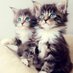Kedi Asa (@asa_kedi) Twitter profile photo Kedi Asa (@asa_kedi) Twitter profile photo