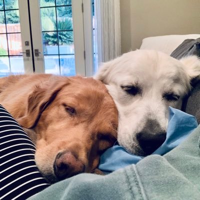 Dogs are my favorite people❤️🐾 Happily Married🤗 Vote Blue💙 Vaxxed AF💉 NO DM’s🙅🏼‍♀️ #Resist #BLM #ProChoice #LGBTQIA #EndGunViolence #GoodTrouble #Equality