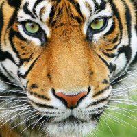 SHS Mental Health and Wellness with Dr. Popwell (@wellness_shs) 's Twitter Profile