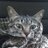 猫オバサン🐾🐾(猫画伯)のアイコン