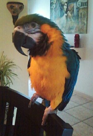 Florida Parrot Rescue is a not-for-profit avian rescue dedicated to the rescue, rehabilitation and placement of companion parrots.