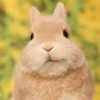 ก็เราน่ารักอะ😆 (@petchdararin) 's Twitter Profile