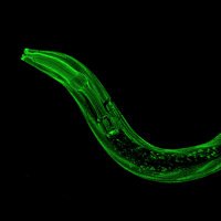 CGC - Univ of Minn (@cgc_worms) 's Twitter Profile Photo