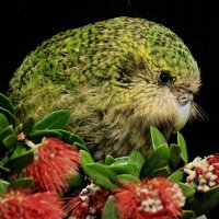 天笑🌺(天舞改)和訳勉強中🔰 (@tenwoo13) 's Twitter Profile