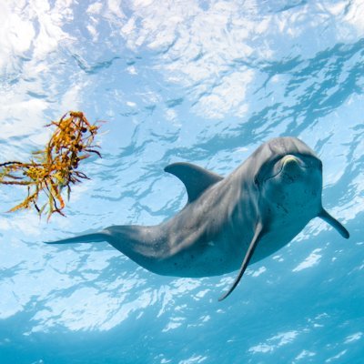The Wild Dolphin Project is a non-profit set up to study free ranging dolphins in the Bahamas..since 1985... longest running underwater dolphin study in world!