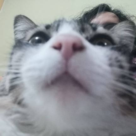 nb_mtd's profile picture. Nadando en michis y haciendo cuadernos