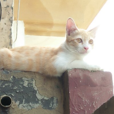 JohnnyBlaz1's profile picture. .