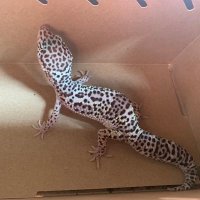 Gecko mang (@brennenhoyle) 's Twitter Profile
