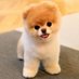 Pup (@puprs1) Twitter profile photo Pup (@puprs1) Twitter profile photo