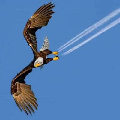 dmanlionheart's profile picture. maths bio chem facilitator