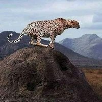 Natty Dread (@nattydr23276799) 's Twitter Profile