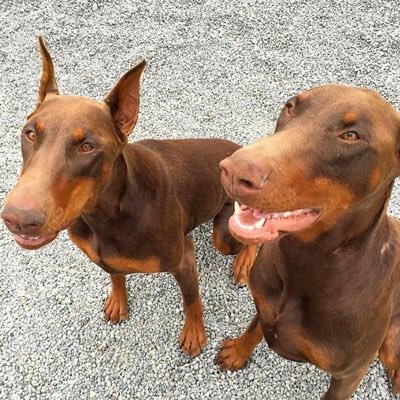 Joyusislands's profile picture. 