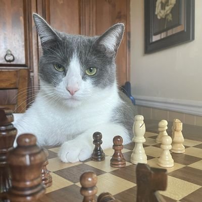 Election denier. Hypocrisy pointer-outer. Master chess champion, feline division.