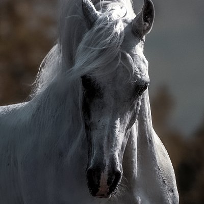 al3lom's profile picture. Art Lover