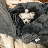 ヒロ (@sdplbbyw2hcbljf) 's Twitter Profile
