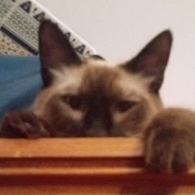 tbonk_m7rogさんのプロフィール画像