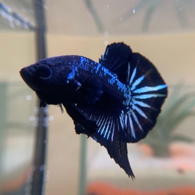 トム ヒレ裂けが止まらず ガラシャ入院準備中です ベタ 熱帯魚 アクアリウム ハーフムーン 入院準備 トム ヒレ裂けが止まらず ガラシャ入院準備中です ベタ 熱帯魚 アクアリウム ハーフムーン 入院準備