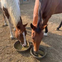 heart and Hooves rescue(@heartandhooves) 's Twitter Profile Photo