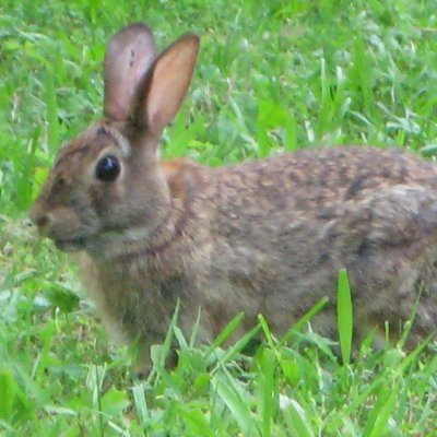 Avaiita's profile picture. No DM message responses.