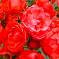 ちゃこ (@ykck_buuu531) 's Twitter Profile Photo