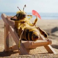 miel abeja (@mielabeja3) 's Twitter Profile