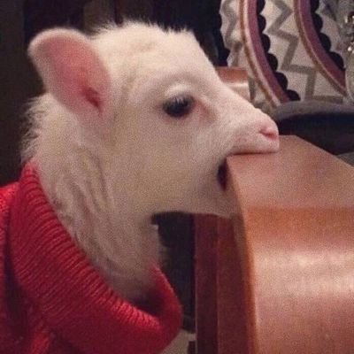 MrsGazellian's profile picture. safe space